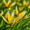 Tarda Wildflower Tulip -High Country Gardens Shop tarda tulip 1
