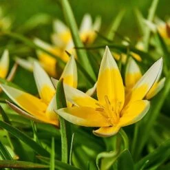 High Country Gardens Shop -High Country Gardens Shop tarda tulip 2