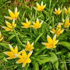 Multiplying Mini Tulip Bulb Collection -High Country Gardens Shop tarda tulip