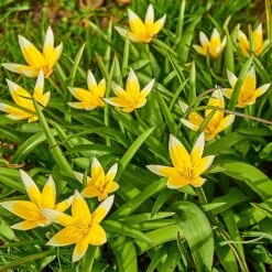Tarda Wildflower Tulip 5 Tarda Wildflower Tulip -High Country Gardens Shop tarda tulip 3