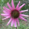 Tennessee Echinacea -High Country Gardens Shop tennessee coneflower 1