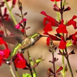 Hummingbird Attracting Collection For The West 11 Hummingbird Attracting Collection For The West -High Country Gardens Shop teresa authier hcg sustainable contest 2023 fullsizerender 1 1