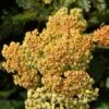 Terracotta Yarrow -High Country Gardens Shop terracotta yarrow 1
