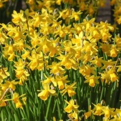 Tete-a-Tete Miniature Daffodil -High Country Gardens Shop tete a tete daffodil 1 1