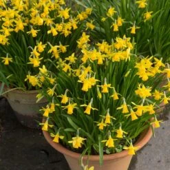Tete-a-Tete Miniature Daffodil -High Country Gardens Shop tete a tete daffodil containers 1