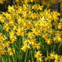 Soft Colors Garden Bulb Collection -High Country Gardens Shop tete a tete daffodil cropped