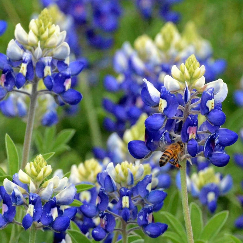 Texas Bluebonnet Seeds 1 Texas Bluebonnet Seeds