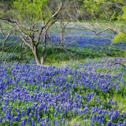 Texas Bluebonnet Seeds 5 Texas Bluebonnet Seeds -High Country Gardens Shop texas bluebonnet 2