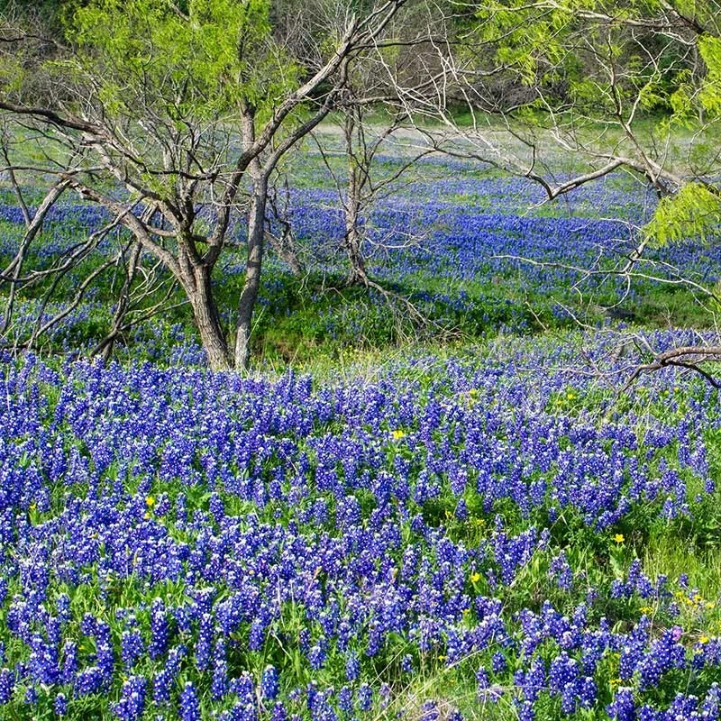 Texas Bluebonnet Seeds 2 Texas Bluebonnet Seeds - Image 2