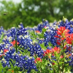 Texas Bluebonnet Seeds 6 Texas Bluebonnet Seeds -High Country Gardens Shop texas bluebonnet 3