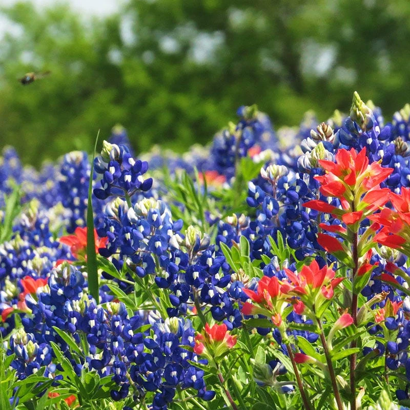 Texas Bluebonnet Seeds 3 Texas Bluebonnet Seeds - Image 3