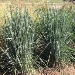 Thin Man Golden Prairie Grass -High Country Gardens Shop thin man golden prairie grass