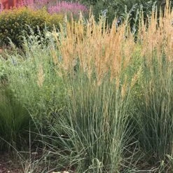 Thin Man Golden Prairie Grass -High Country Gardens Shop thin man indian grass sq 2