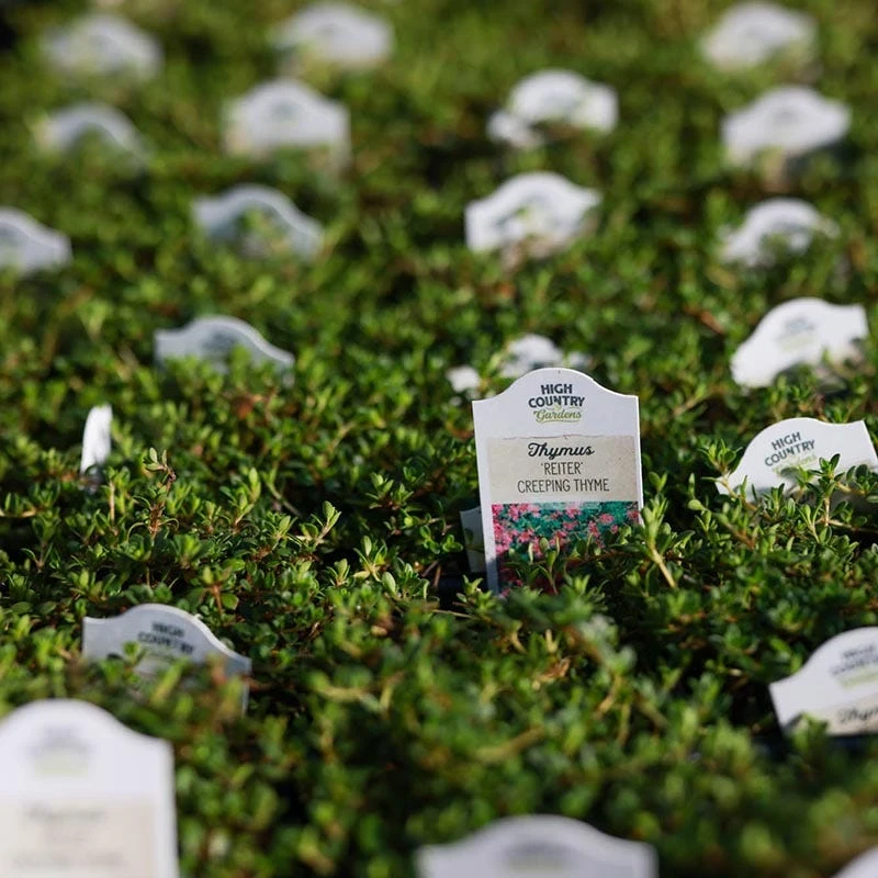 Reiter Creeping Thyme 3 Reiter Creeping Thyme - Image 3