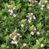 Fredo Garden Thyme -High Country Gardens Shop thymus vulgaris fredo