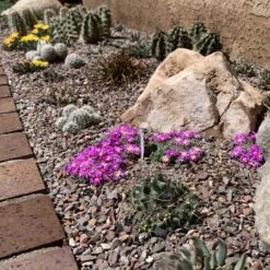 Tufted Ice Plant -High Country Gardens Shop tufted ice plant 3