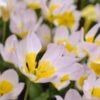 Multiplying Mini Tulip Bulb Collection -High Country Gardens Shop tulip bakeri lilac wonder tulip 3 1