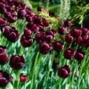 Queen Of The Night Single Late Tulip -High Country Gardens Shop tulip queen of the night cropped 1