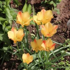 Magic Carpet Bulb Collection -High Country Gardens Shop tulipa batalinii bronze charm sq