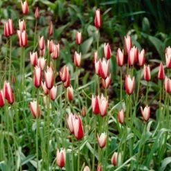 Waterwise Walkway Bulb Collection -High Country Gardens Shop tulipa clusiana peppermint stick garden