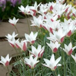 Peppermint Stick Tulip -High Country Gardens Shop tulipa clusiana peppermint stick open