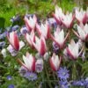 Peppermint Stick Tulip -High Country Gardens Shop tulipa clusiana peppermint stick with blue anemone