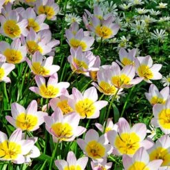 High Country Gardens Shop -High Country Gardens Shop tulipa lilac wonder sq