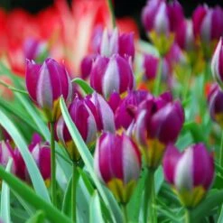 Jumbo Waterwise Garden Bulb Collection -High Country Gardens Shop tulipa persian pearl wild tulip ibulb35703 sq