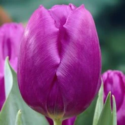 Purple Prince Single Early Tulip -High Country Gardens Shop tulipa purple prince elbo09868