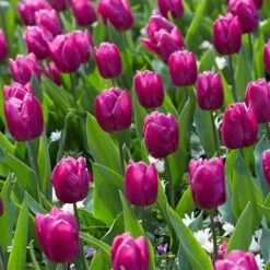 Purple Prince Single Early Tulip -High Country Gardens Shop tulipa purple prince jope06299