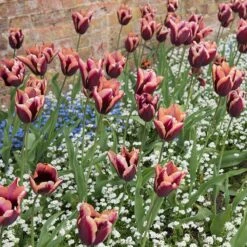 Spring Is In The Air Bulb Collection -High Country Gardens Shop tulipa slawa triumph tulip slawa garden