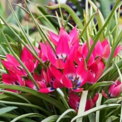 Little Beauty Wildflower Tulip -High Country Gardens Shop tulipa humilis little beauty 2