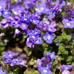 FireSmart Collection - Zone 1 -High Country Gardens Shop turkish speedwell veronica liwanensis 1