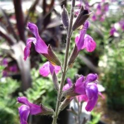 Ultra Violet Salvia -High Country Gardens Shop ultra violet salvia 2