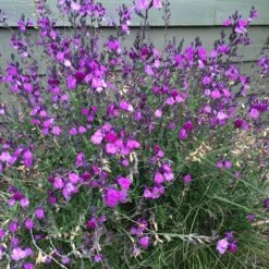 Ultra Violet Salvia -High Country Gardens Shop ultra violet salvia 4