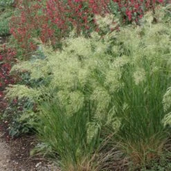 UNDAUNTED® Alpine Plume Grass -High Country Gardens Shop undaunted alpine plume grass 2