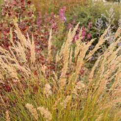 UNDAUNTED® Alpine Plume Grass -High Country Gardens Shop undaunted alpine plume spring creek1