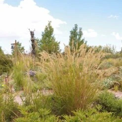 UNDAUNTED® Alpine Plume Grass -High Country Gardens Shop undaunted alpine plume spring creek2