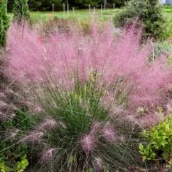 Rock Garden Collection -High Country Gardens Shop undaunted ruby muhly grass credit walters gardens