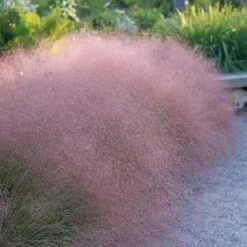 Soft Colors Inferno Strip Grass Collection -High Country Gardens Shop undaunted ruby muhly grass sq