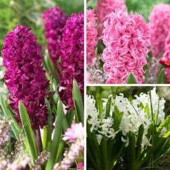 Classic Container Bulb Collection 8 Classic Container Bulb Collection -High Country Gardens Shop valentine hyacinth mix 0 1
