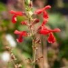 Vermilion Bluffs® Mexican Salvia -High Country Gardens Shop vermilion bluffs mexican sage