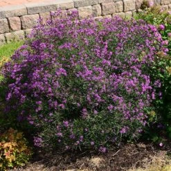Summer's Swan Song Ironweed (Vernonia) 5 Summer's Swan Song Ironweed (Vernonia) -High Country Gardens Shop vernonia summer swan song garden jim ault