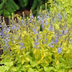 Rock Garden Collection -High Country Gardens Shop veronica aztec gold credit terra nova nurseries