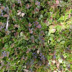 Thyme-Leaf Veronica -High Country Gardens Shop veronica oltensis pr