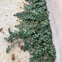 Thyme-Leaf Veronica -High Country Gardens Shop veronica oltensis wwg crop