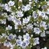 Snowmass® Veronica -High Country Gardens Shop veronica snowmass blue eyed pat hayward close