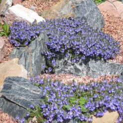 Tread On Me Evergreen Groundcover Collection -High Country Gardens Shop veronica pectinata sq