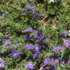 Blue Woolly Veronica -High Country Gardens Shop veronica pectinata woolly speedwell celeste meyeres 3