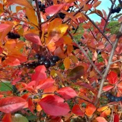 Habitat Hero Birdwatcher Pre-Planned Garden -High Country Gardens Shop viking black chokeberry sq 1